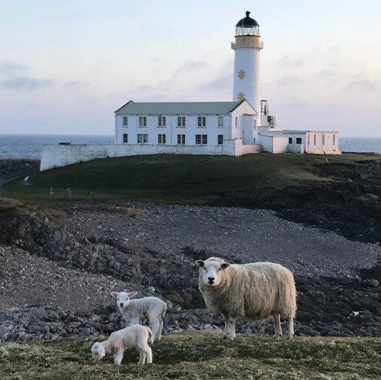 Lambing Season in Fair Isle, Scotland